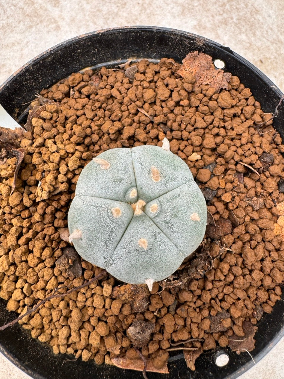 Lophophora williamsii size 5-6 cm own root