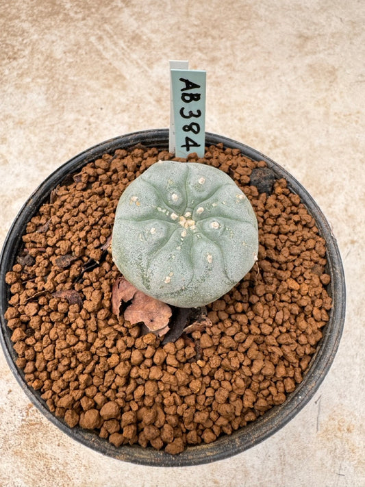 Lophophora williamsii size 5-6 cm own root