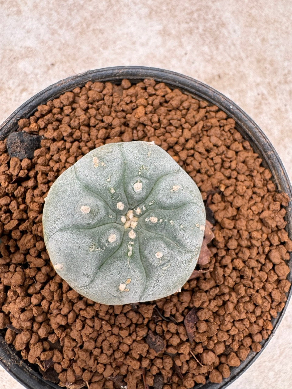 Lophophora williamsii size 5-6 cm own root