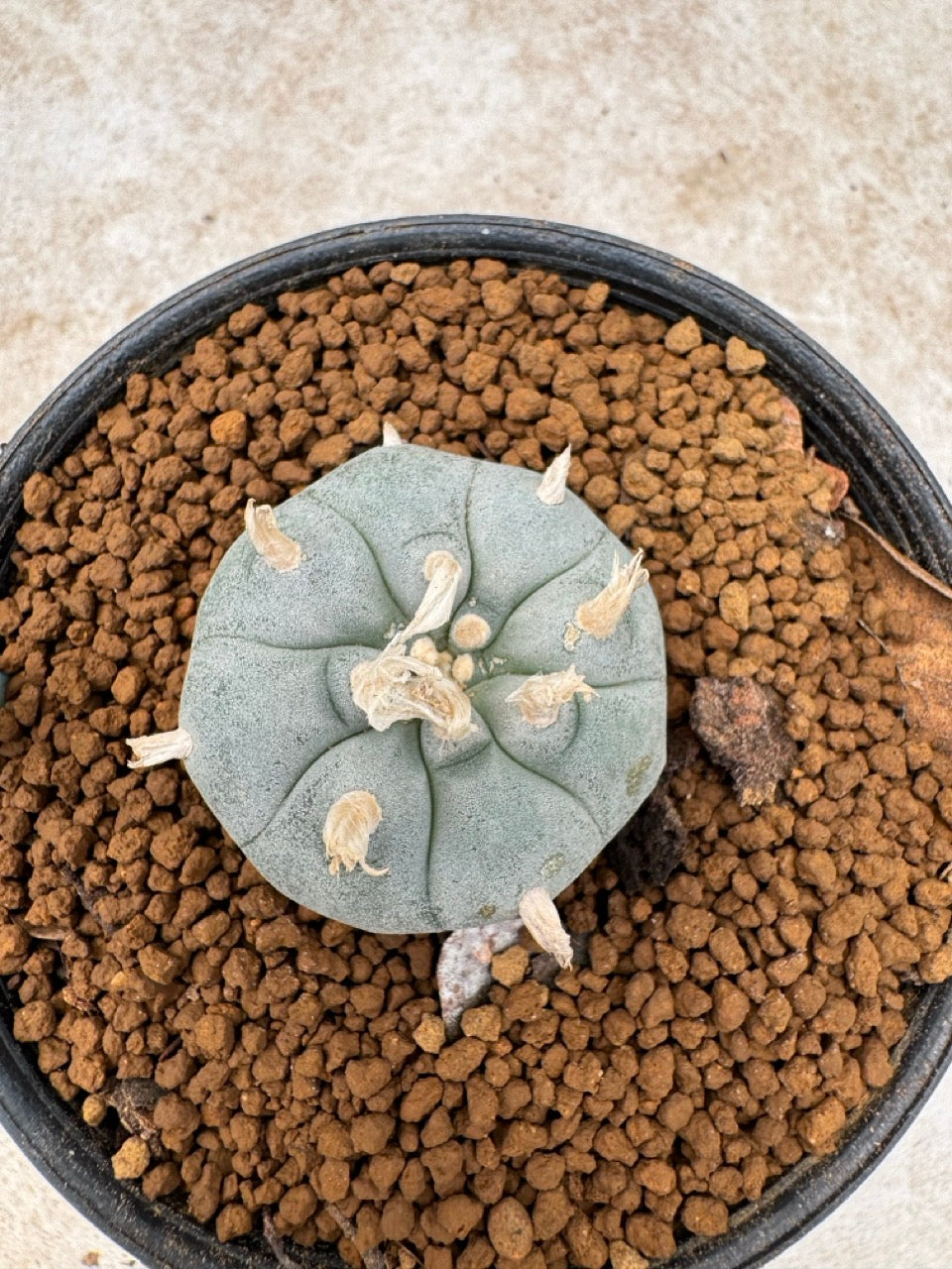 Lophophora williamsii size 5-6 cm own root
