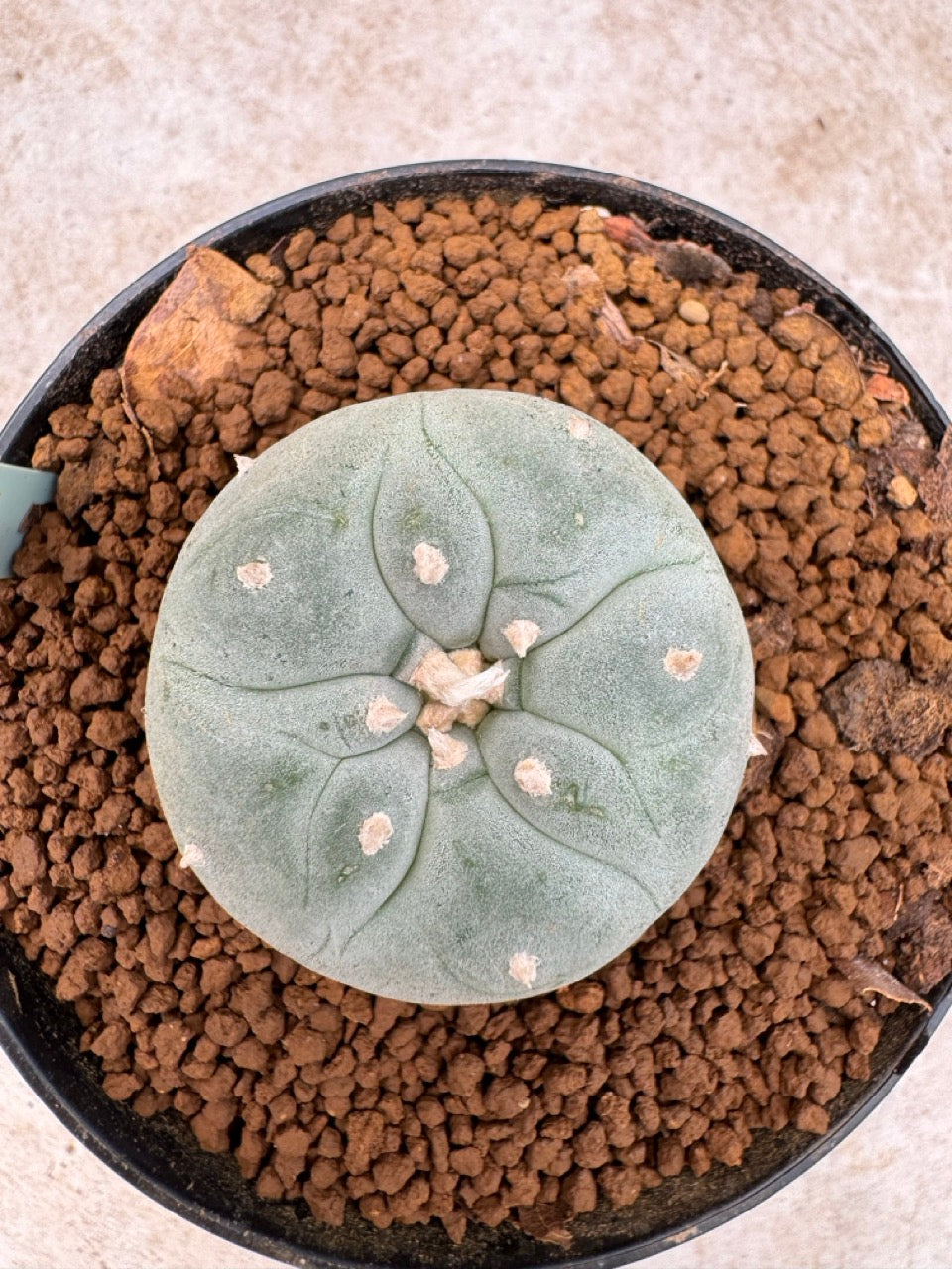 Lophophora williamsii size 5-6 cm own root