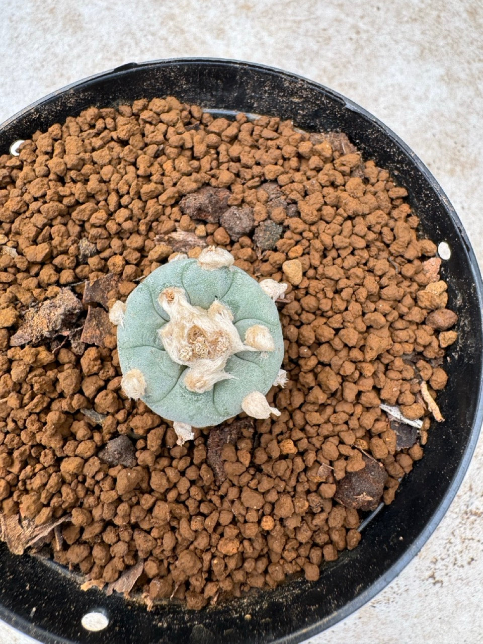 Lophophora williamsii size 5-6 cm own root