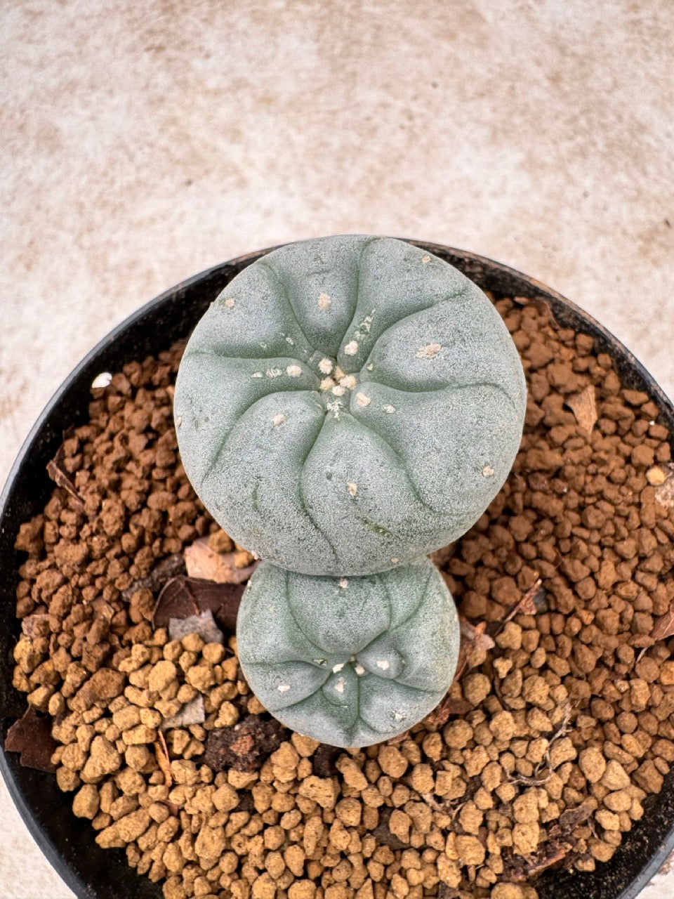 Lophophora williamsii size 5-6 cm own root