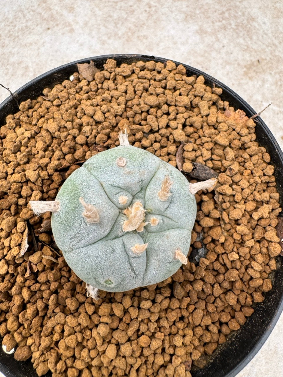 Lophophora williamsii size 5-6 cm own root