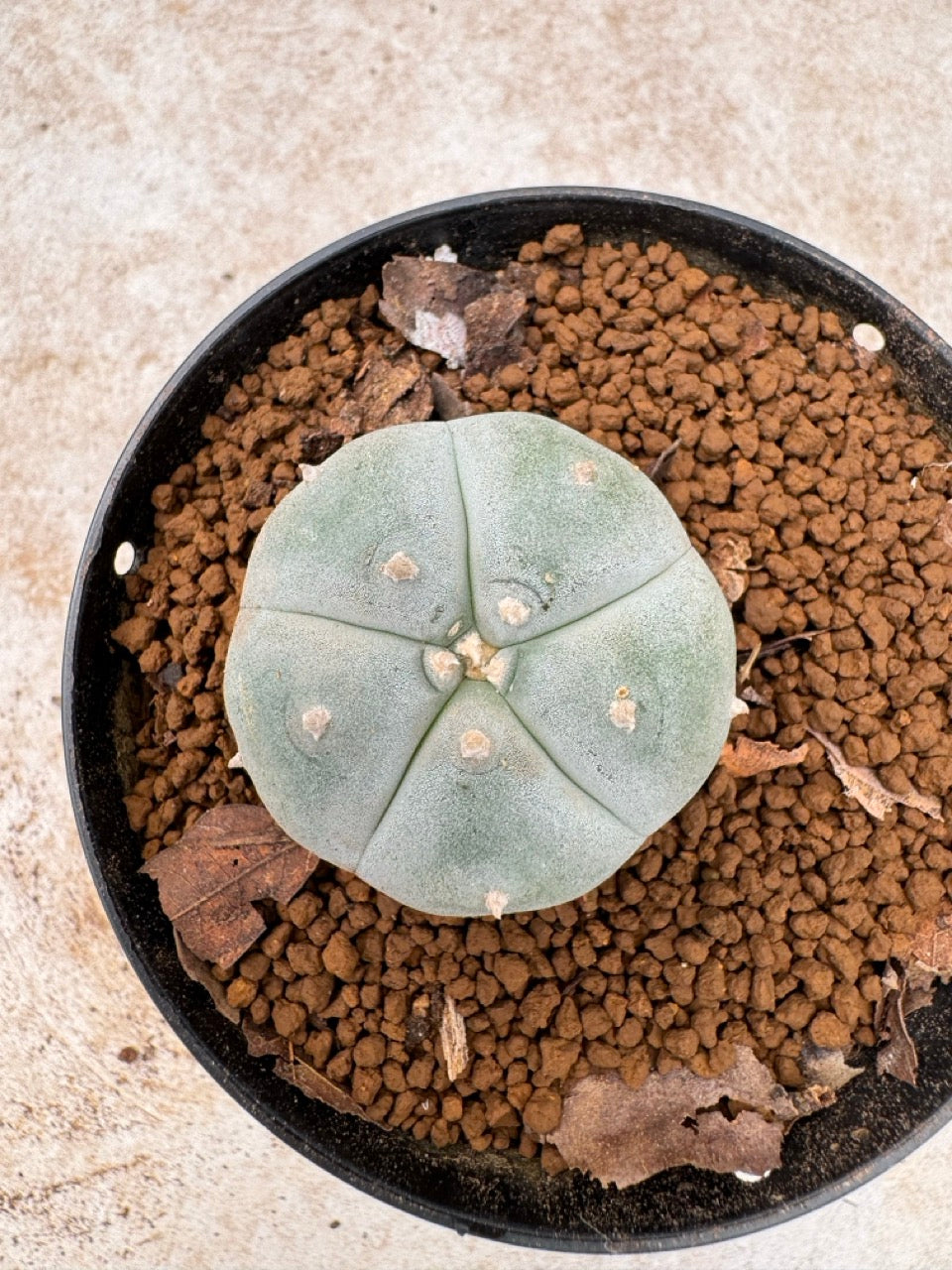 Lophophora williamsii size 5-6 cm own root