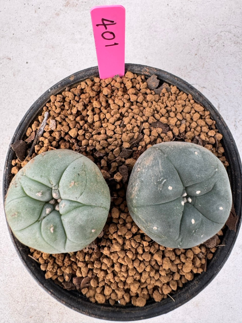 Lophophora williamsii size 5-6 cm own root