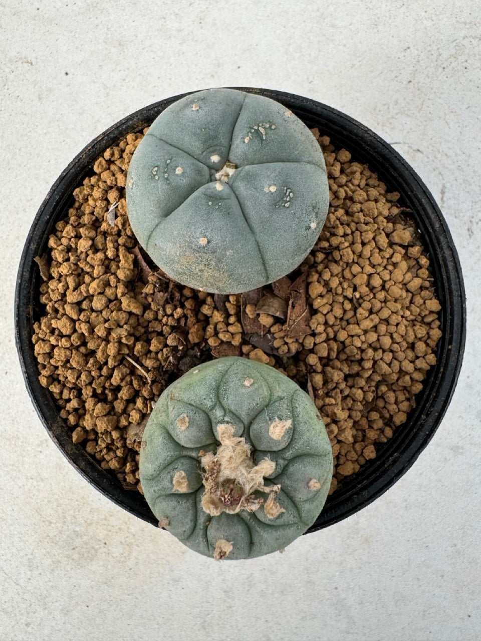 Lophophora williamsii size 5-6 cm own root