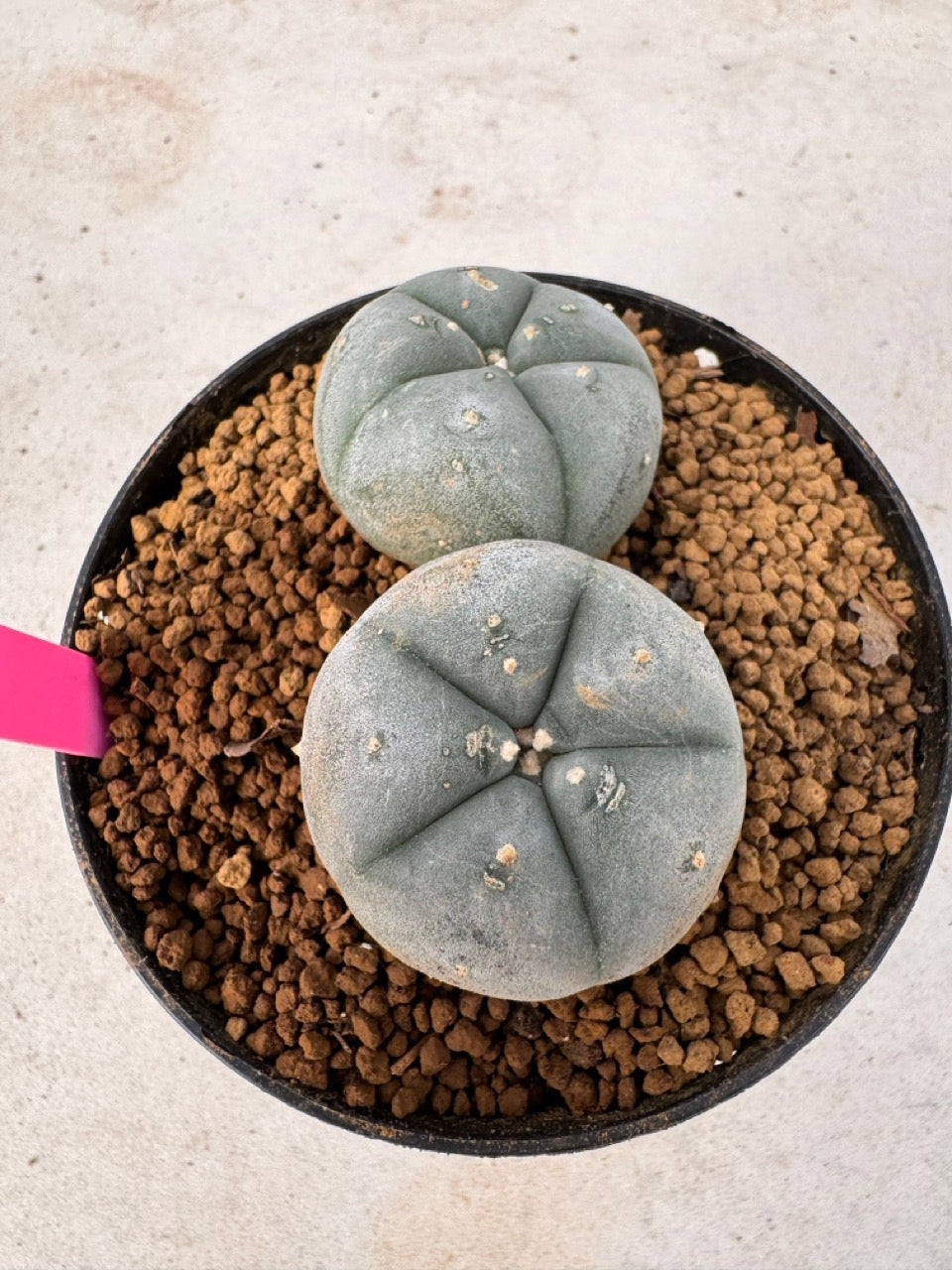 Lophophora williamsii size 5-6 cm own root