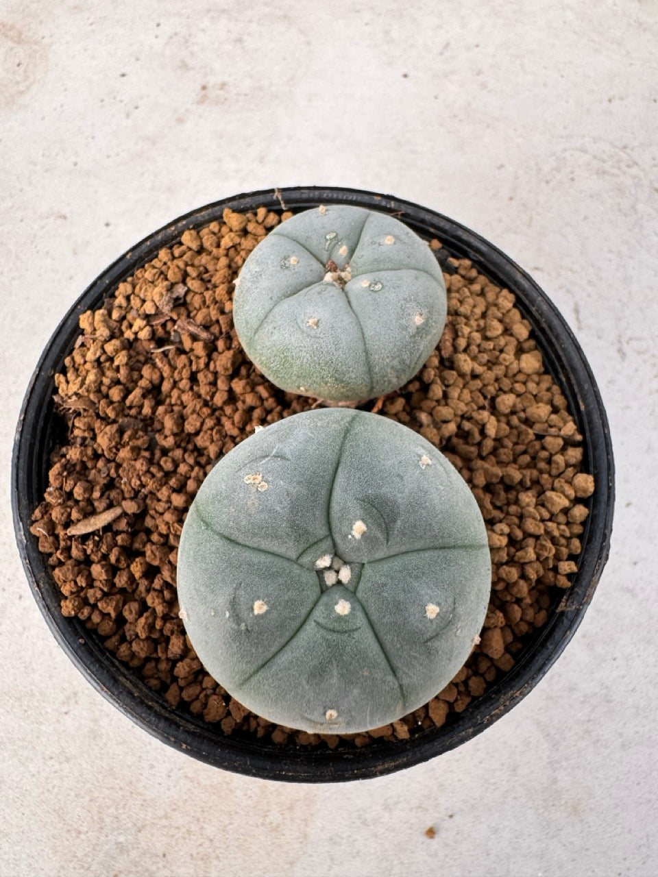 Lophophora williamsii size 5-6 cm own root