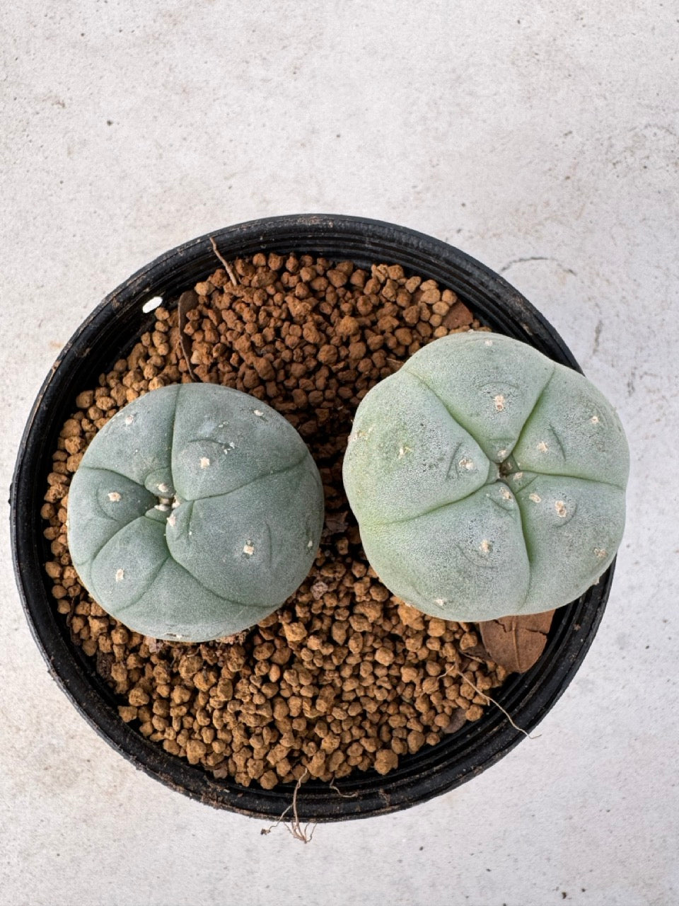 Lophophora williamsii size 5-6 cm own root