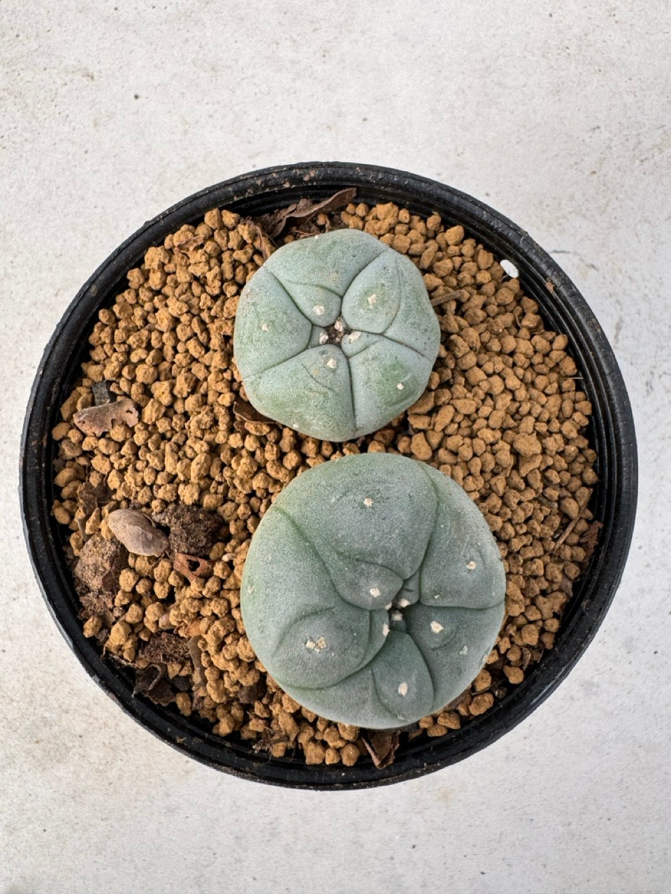 Lophophora williamsii size 5-6 cm own root