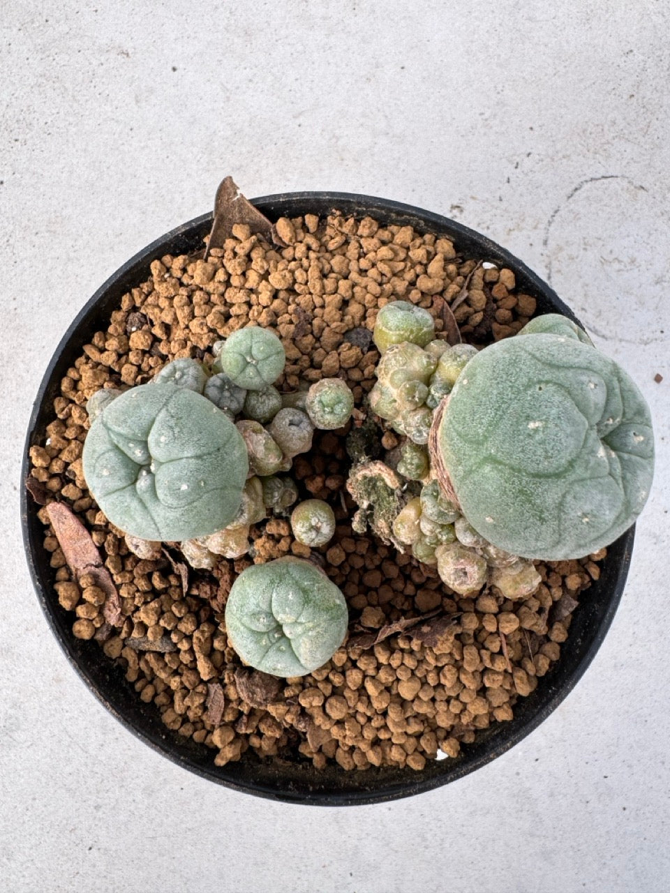 Lophophora williamsii size 5-6 cm own root