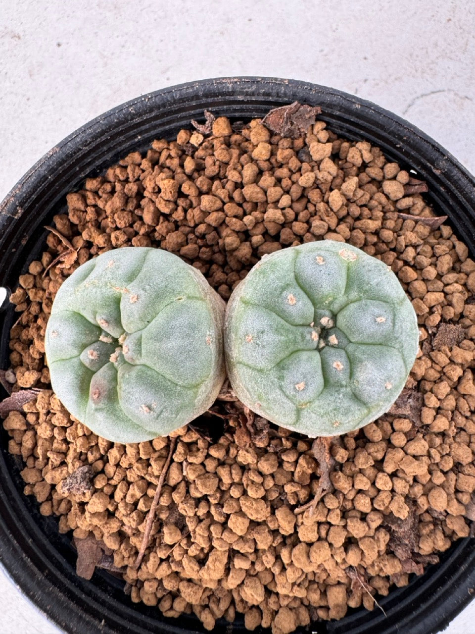 Lophophora williamsii size 5-6 cm own root