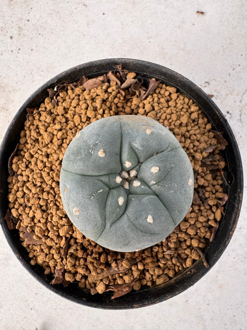 Lophophora williamsii size 5-6 cm own root