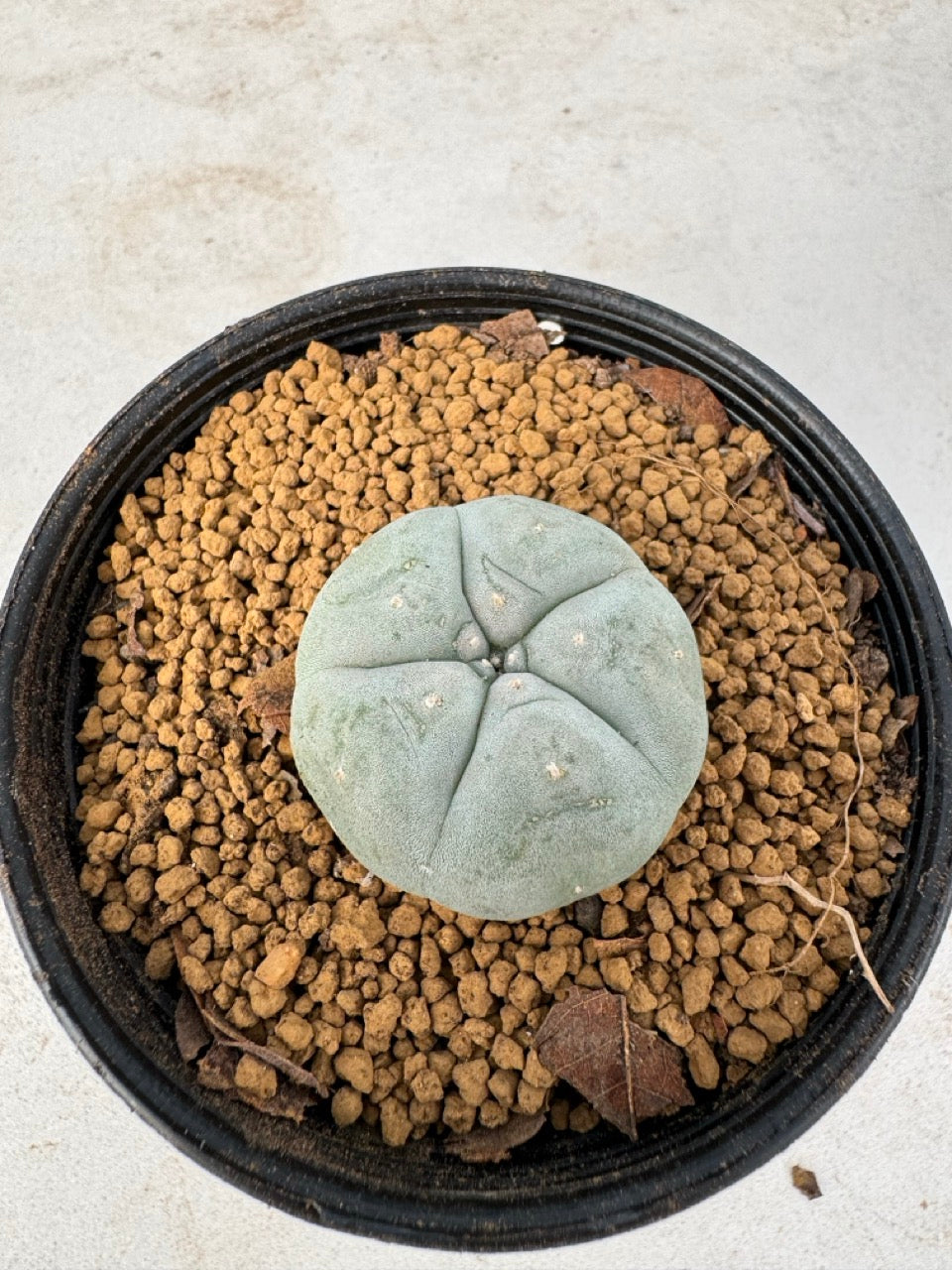 Lophophora williamsii size 5-6 cm own root