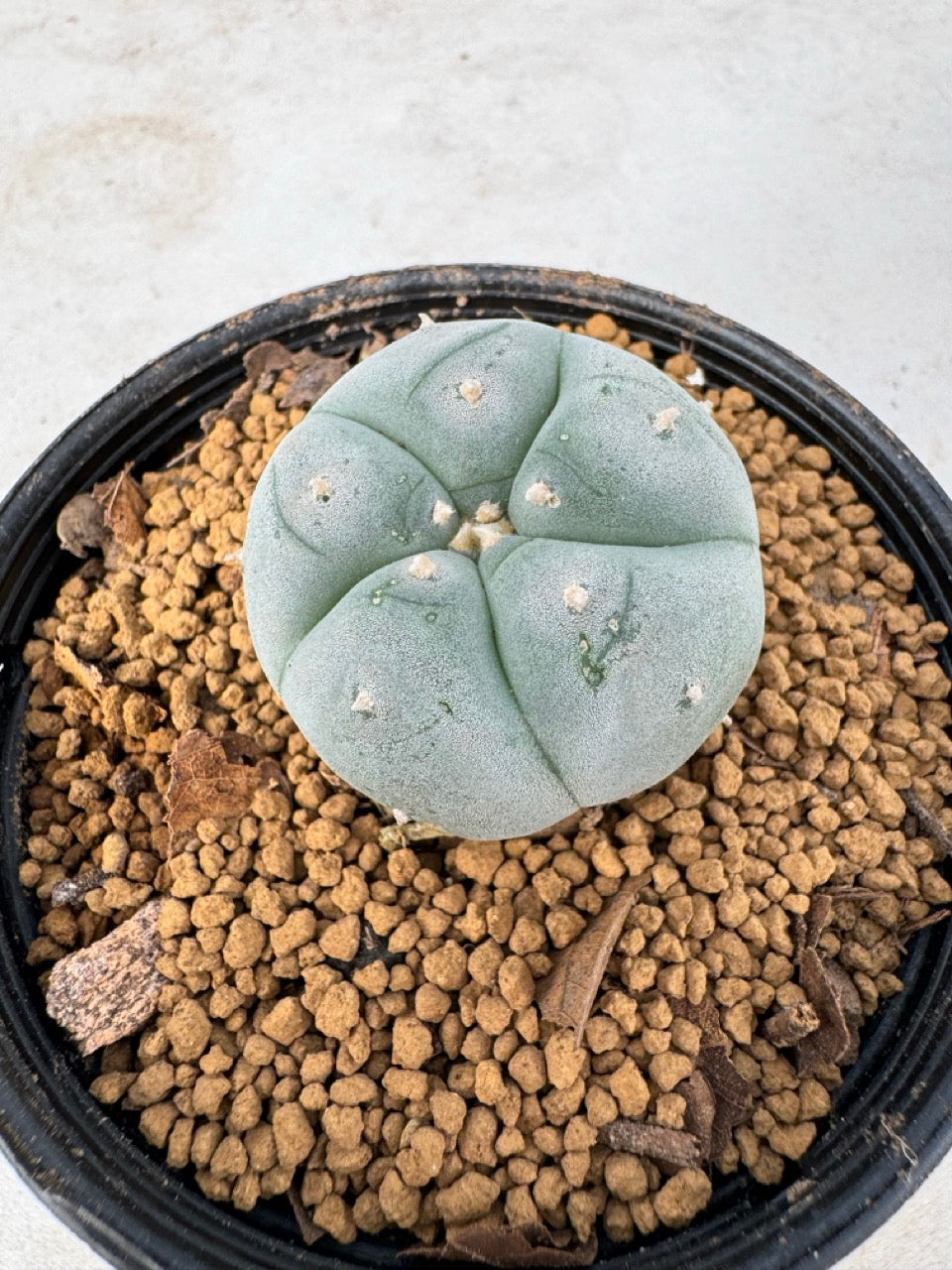 Lophophora williamsii size 5-6 cm own root