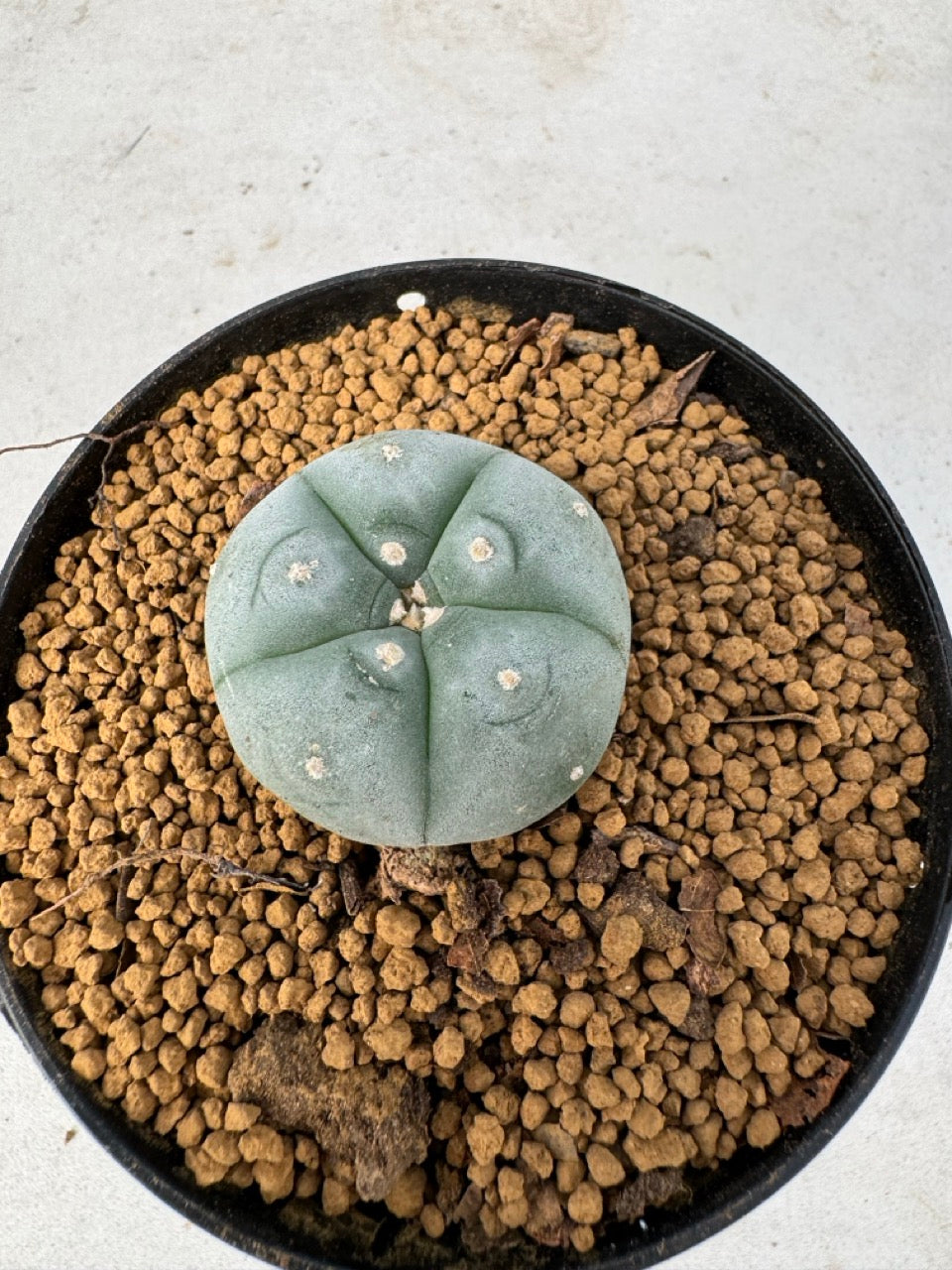 Lophophora williamsii size 5-6 cm own root