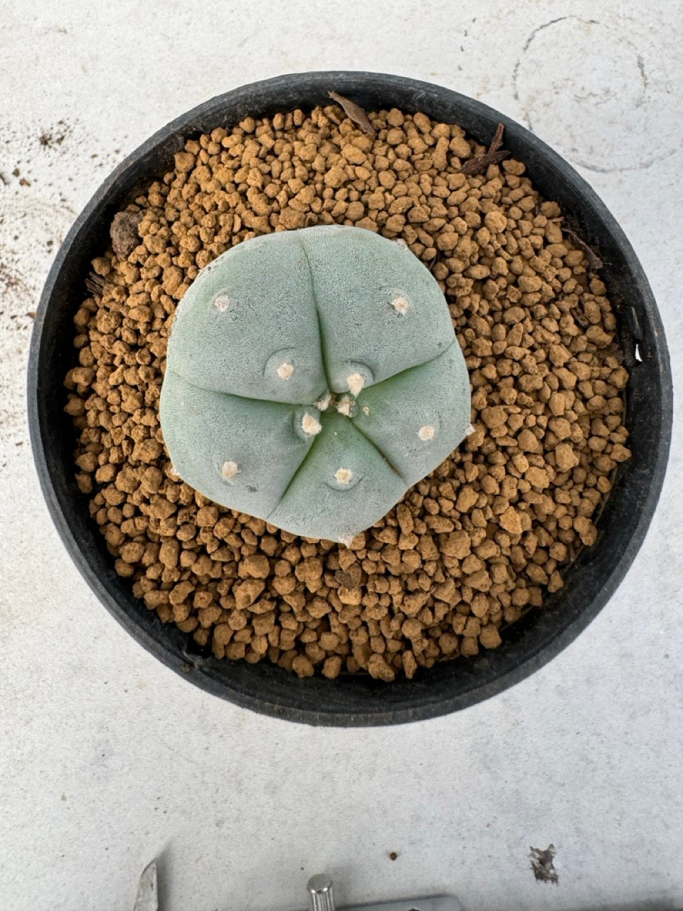 Lophophora williamsii size 5-6 cm own root