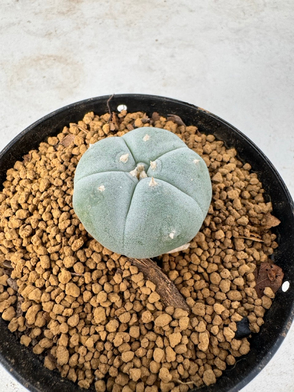 Lophophora williamsii size 5-6 cm own root