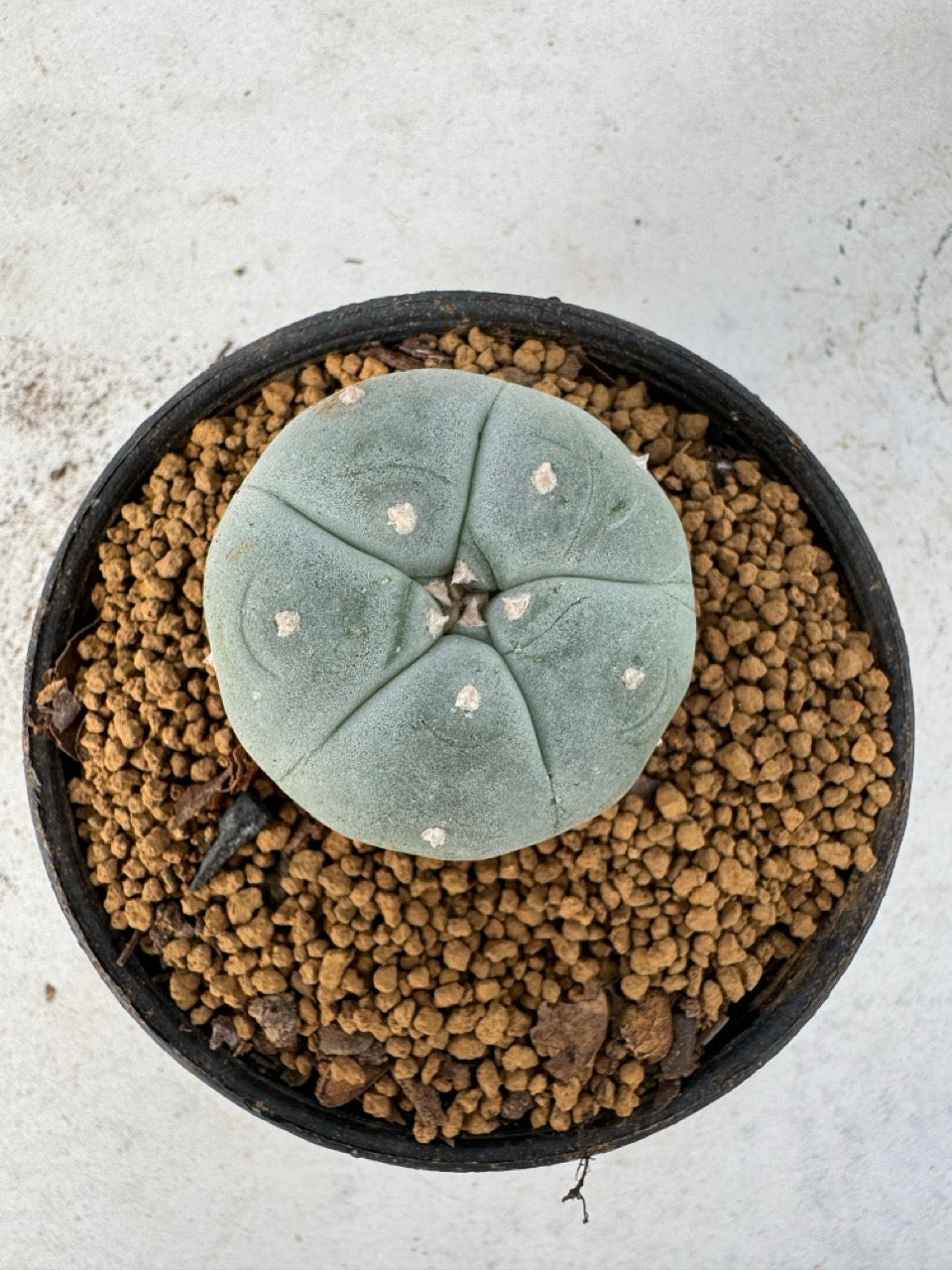 Lophophora williamsii size 5-6 cm own root