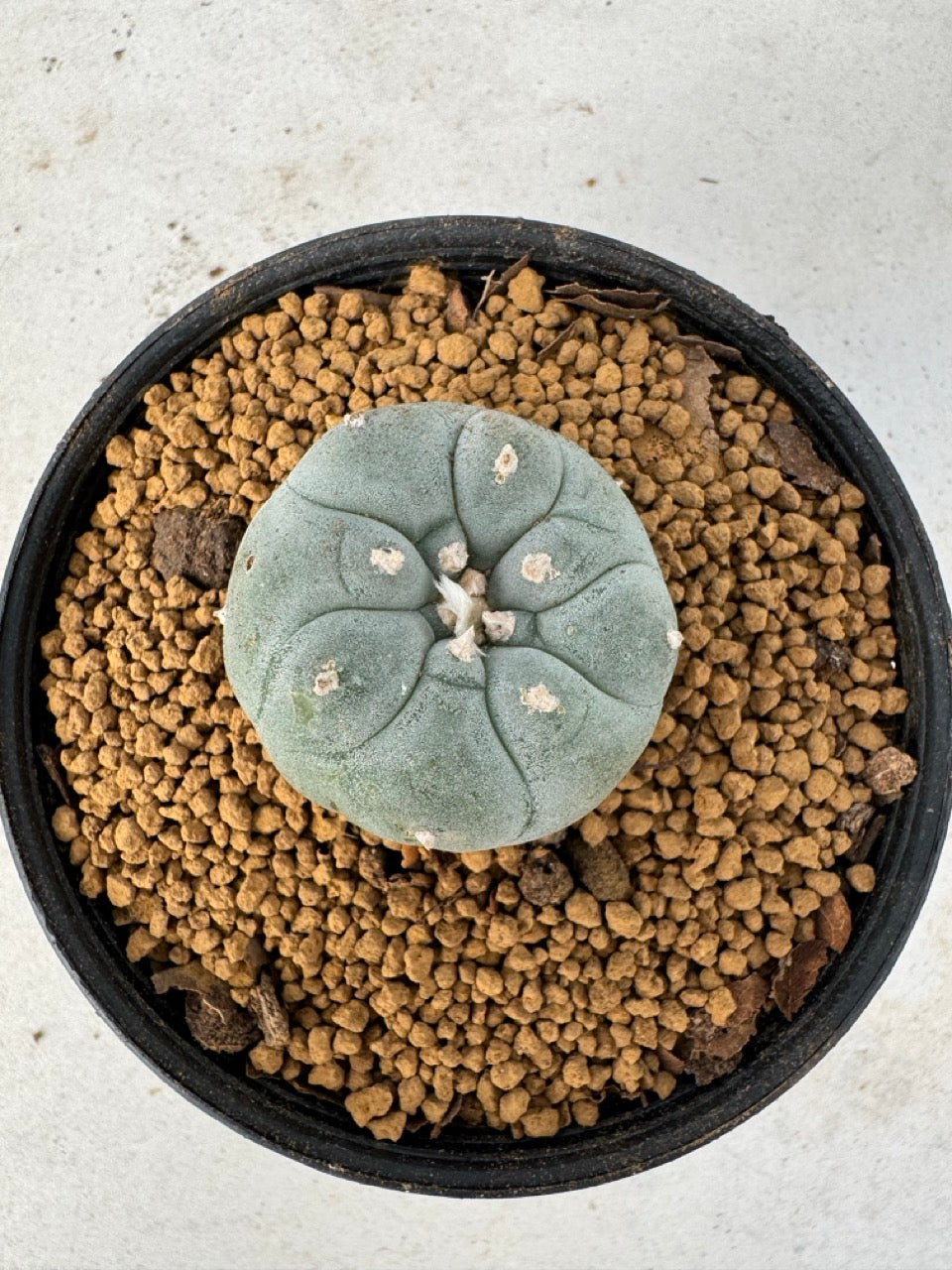 Lophophora williamsii size 5-6 cm own root