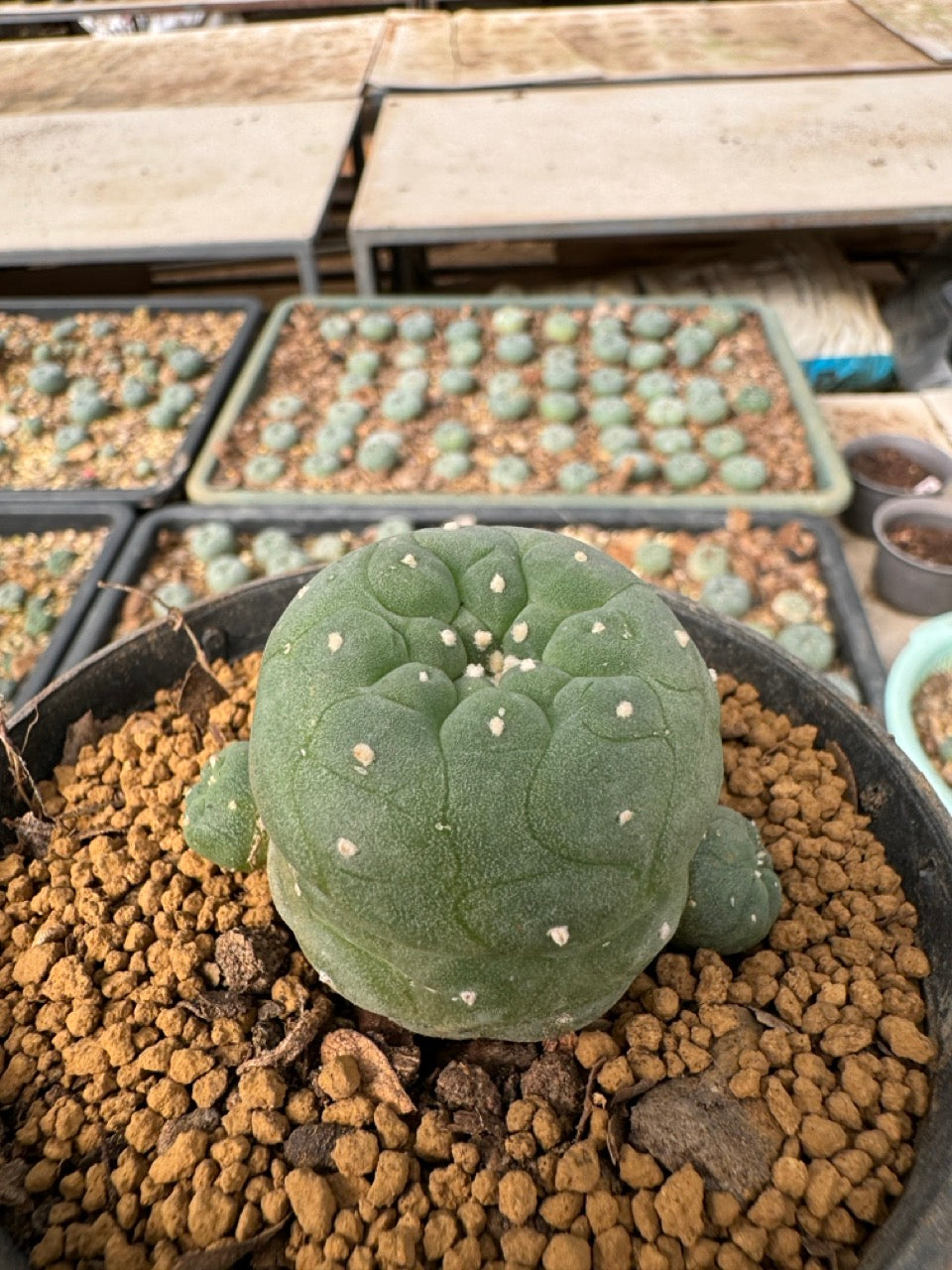 Lophophora williamsii size 5-6 cm own root