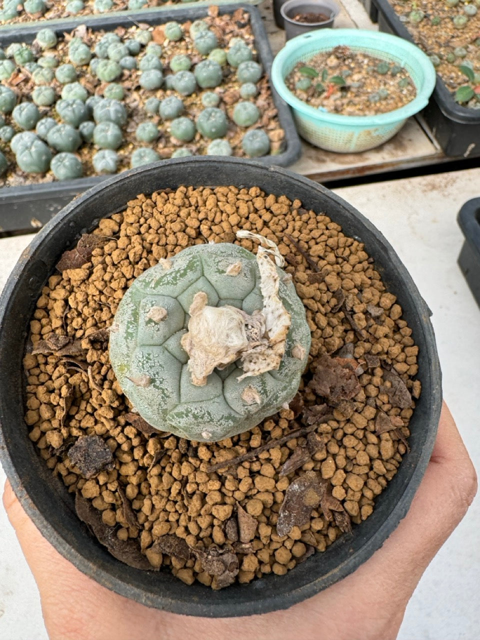Lophophora williamsii size 5-6 cm own root