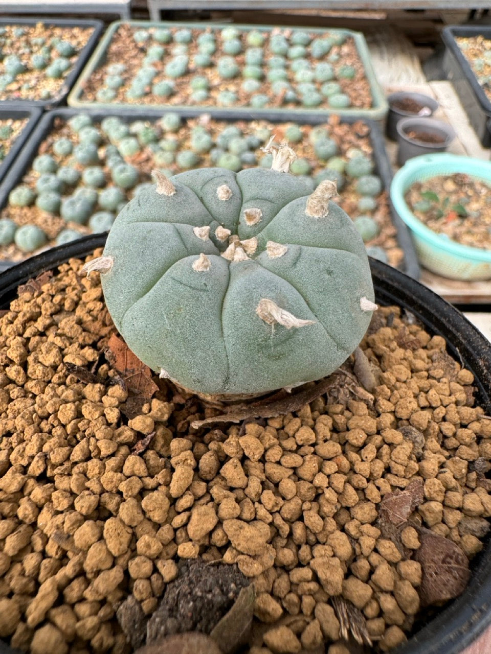 Lophophora williamsii size 5-6 cm own root