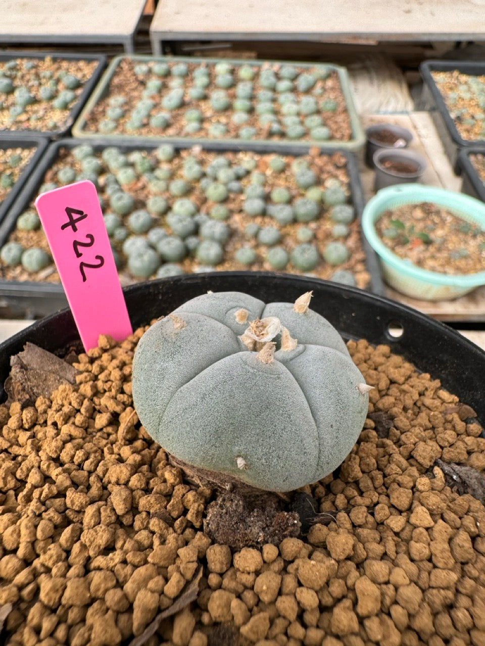 Lophophora williamsii size 5-6 cm own root