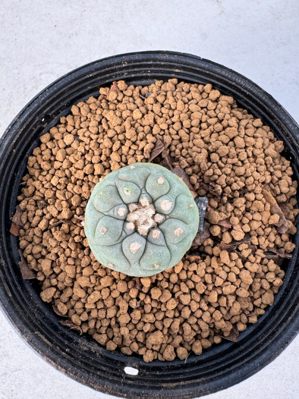 Lophophora williamsii size 5-6 cm own root