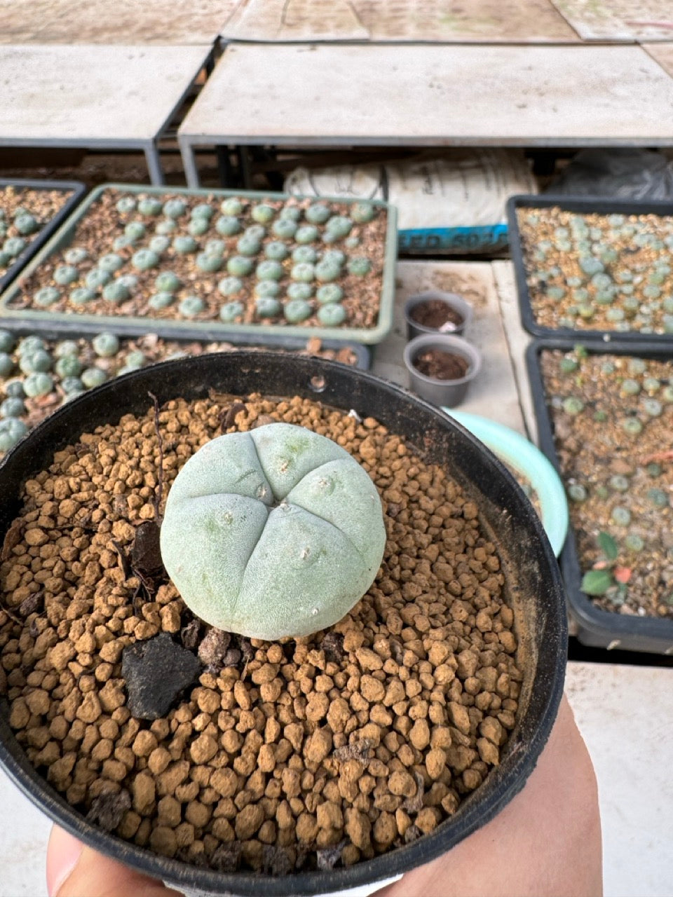 Lophophora williamsii size 5-6 cm own root