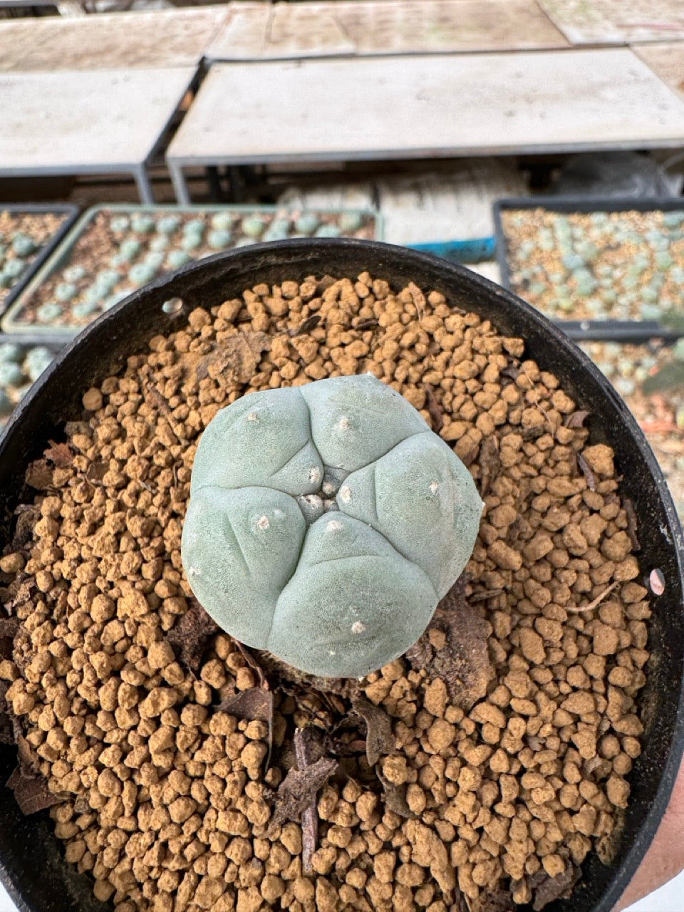 Lophophora williamsii size 5-6 cm own root