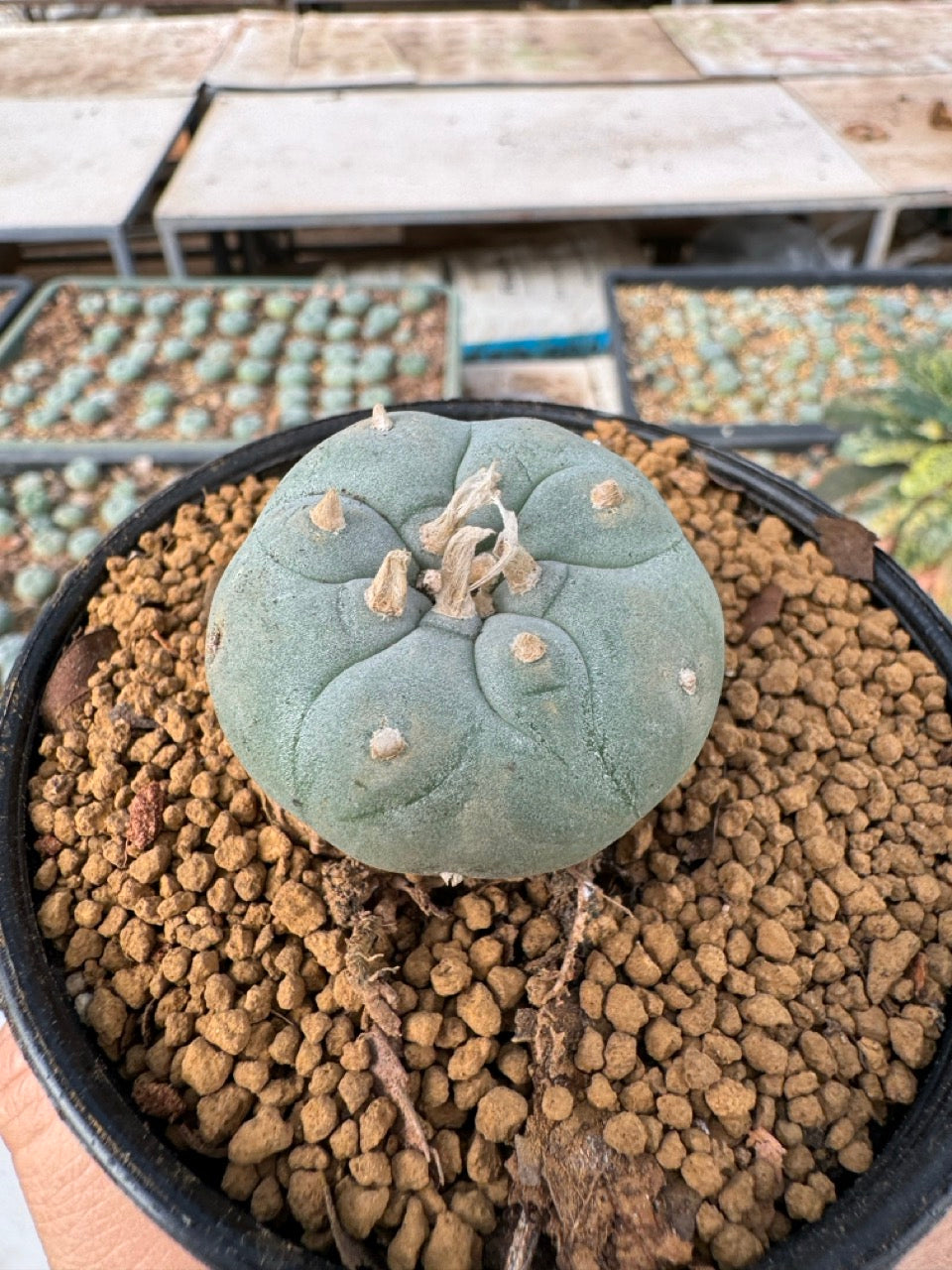 Lophophora williamsii size 5-6 cm own root – sandbridgefarm