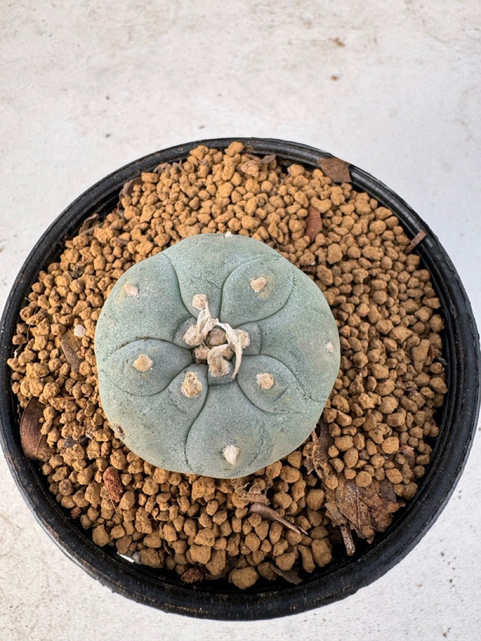 Lophophora williamsii size 5-6 cm own root