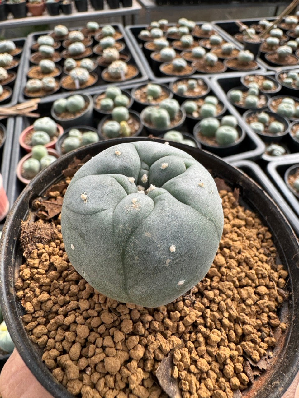 Lophophora williamsii size 5-6 cm own root