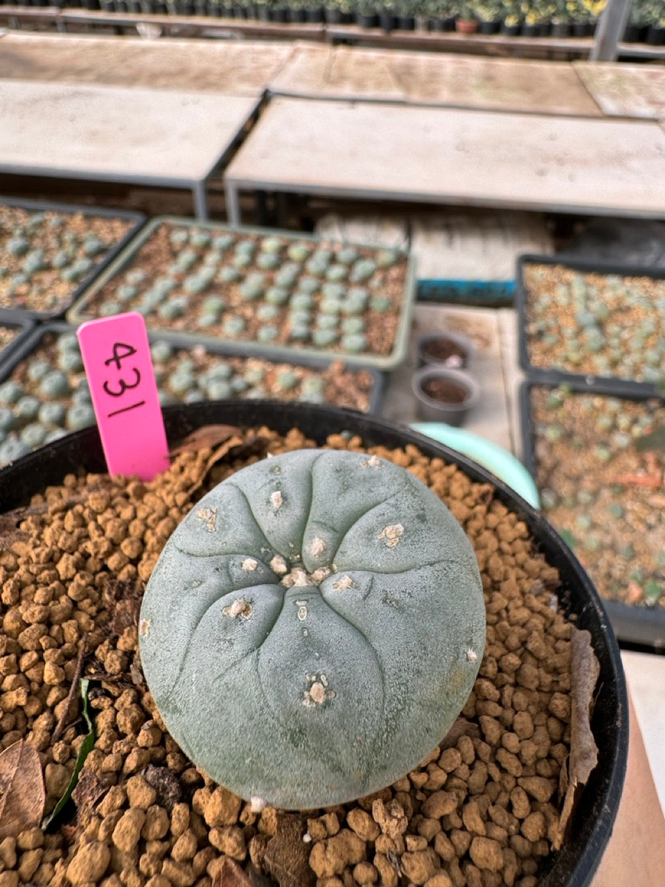 Lophophora williamsii size 5-6 cm own root