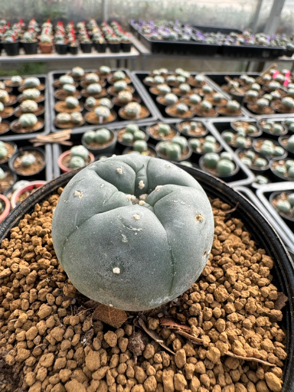 xikers ヒョヌ ポラロイド Lophophora williamsii size 5-6 cm own root – sandbridgefarm