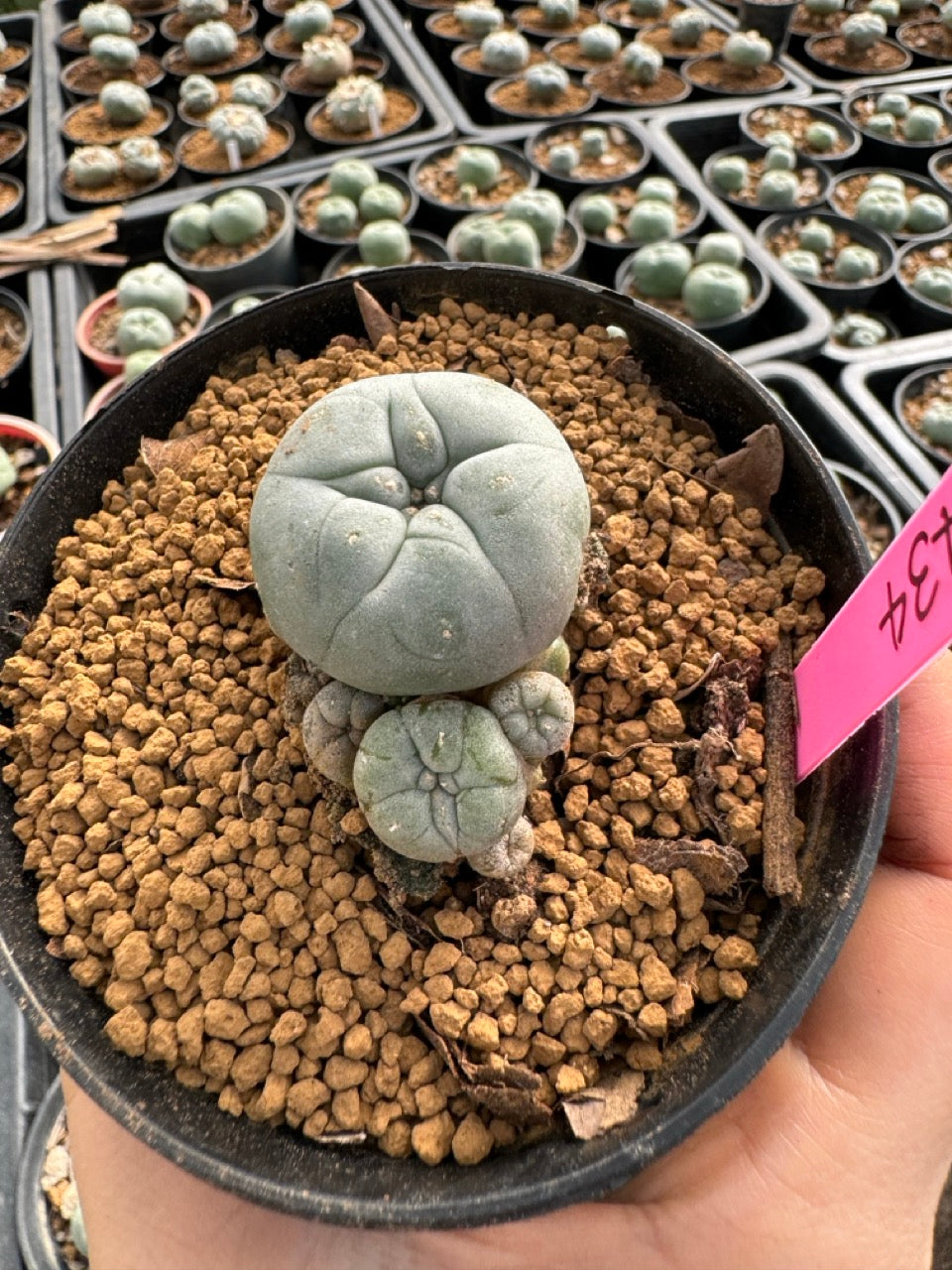 Lophophora williamsii size 5-6 cm own root