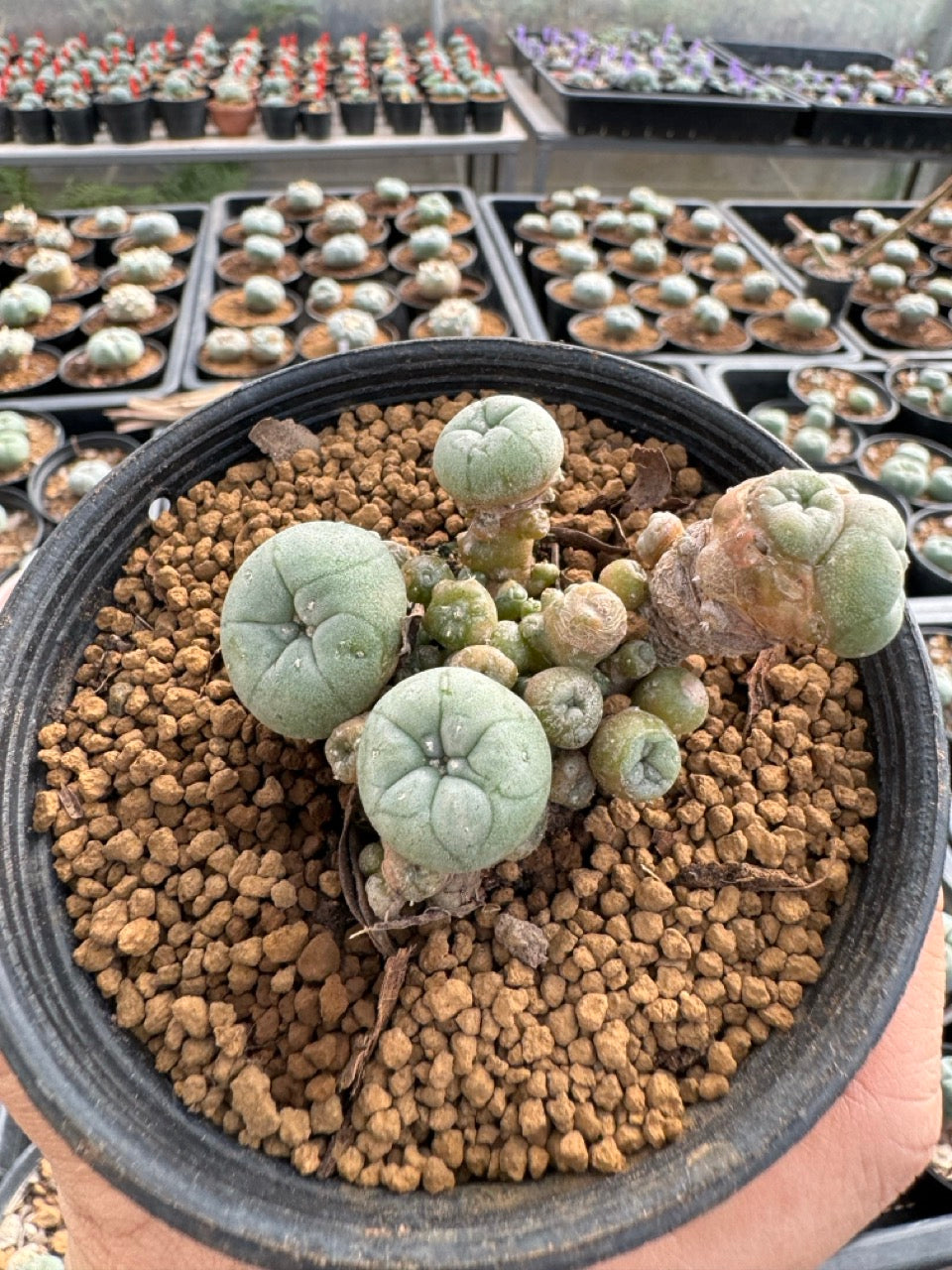 Lophophora williamsii size 5-6 cm own root