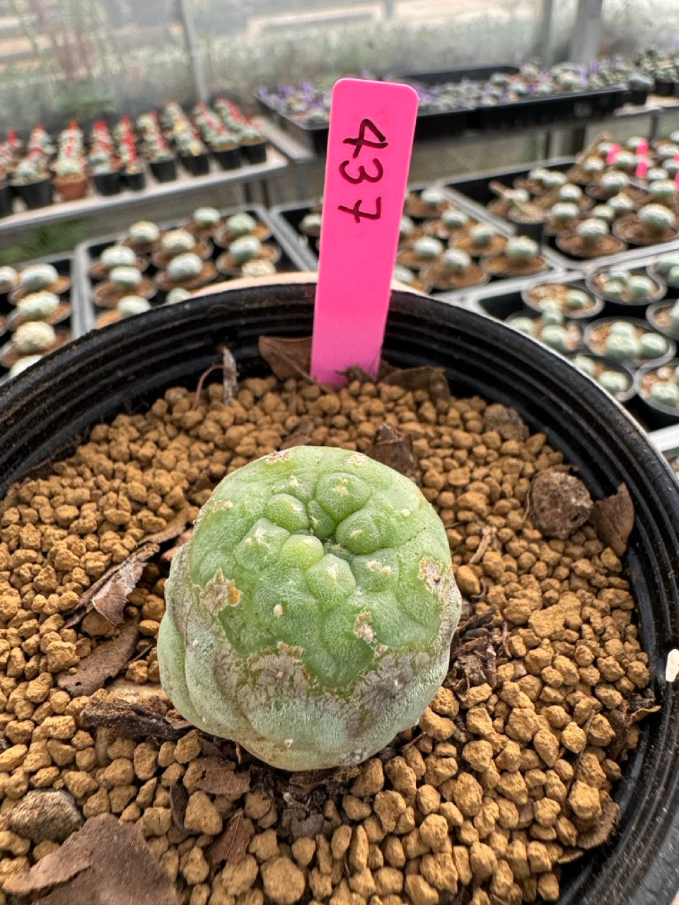 Lophophora williamsii size 5-6 cm own root