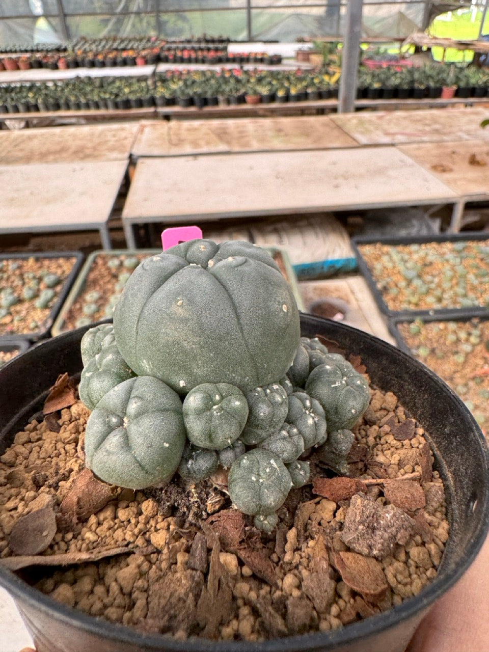 Lophophora williamsii size 5-6 cm own root