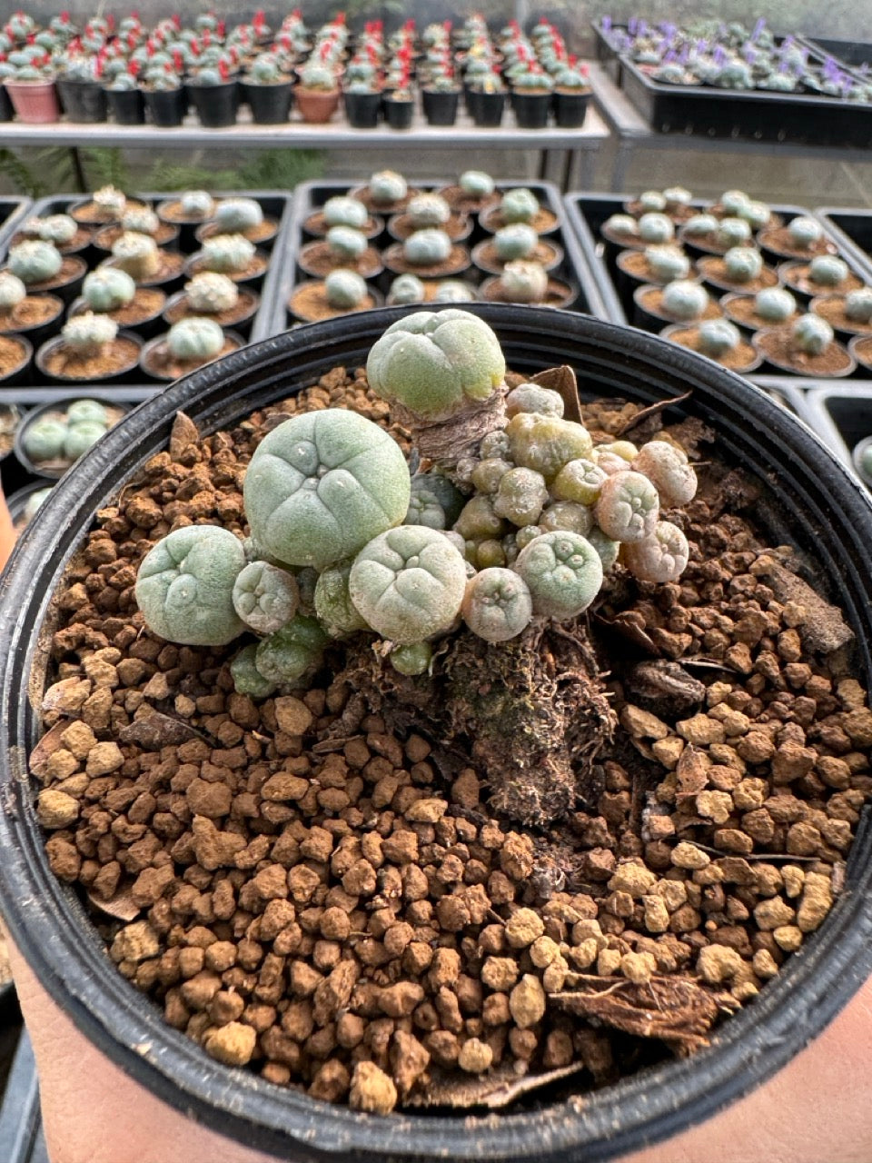Lophophora williamsii size 5-6 cm own root
