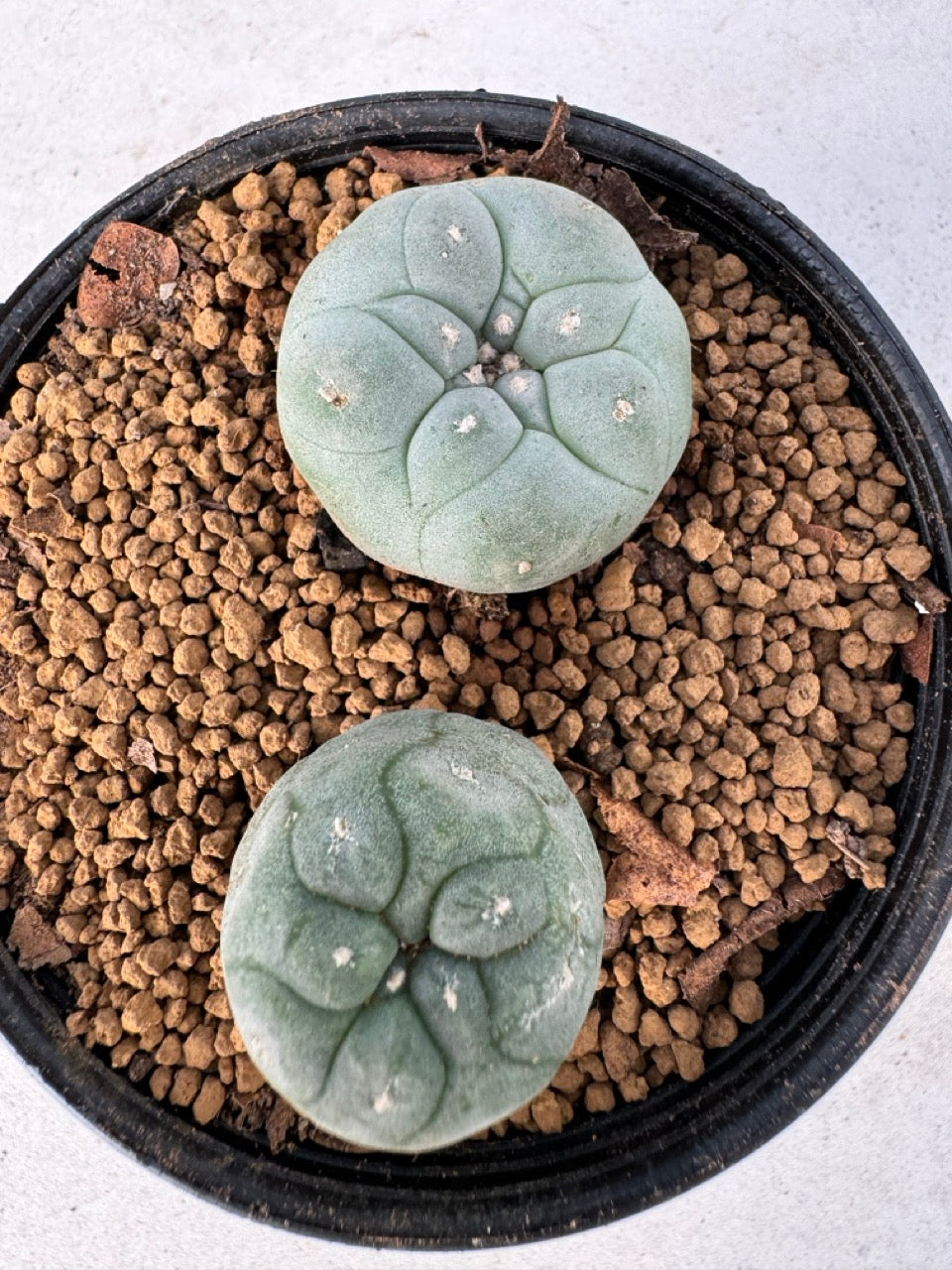 Lophophora williamsii size 5-6 cm own root