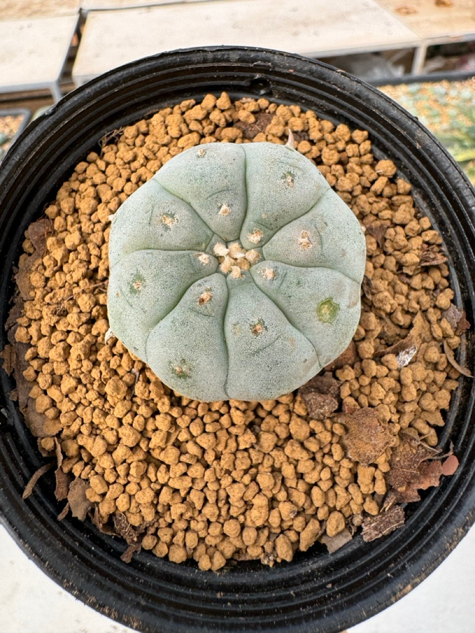 Lophophora williamsii size 5-6 cm own root