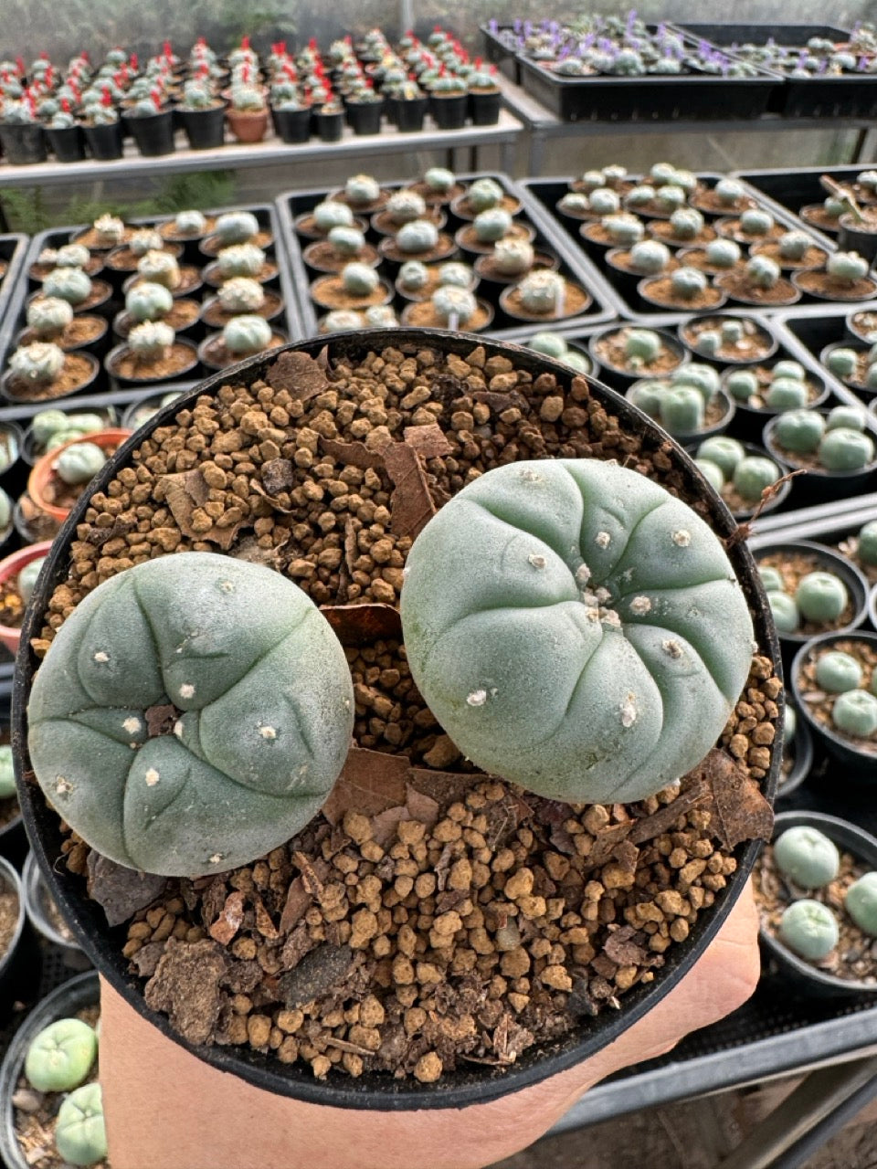 Lophophora williamsii size 5-6 cm own root
