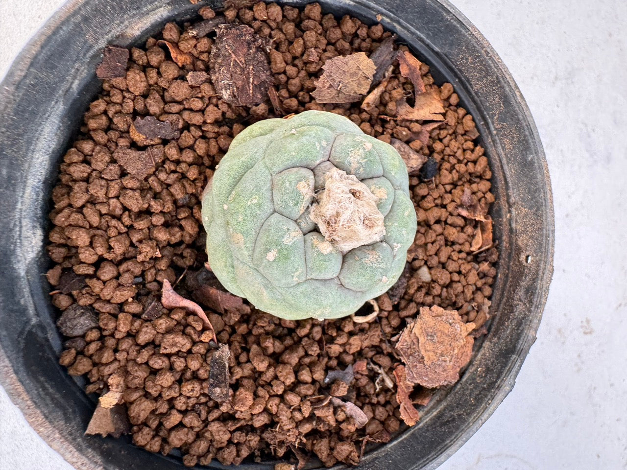Lophophora williamsii size 5-6 cm own root