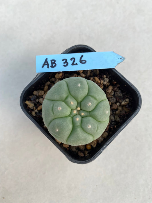 Lophophora williamsii size 4-5 cm ownroot