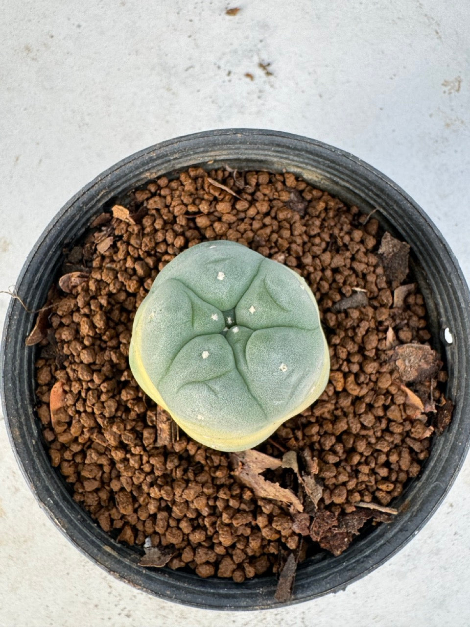 Lophophora williamsii size 5-6 cm own root