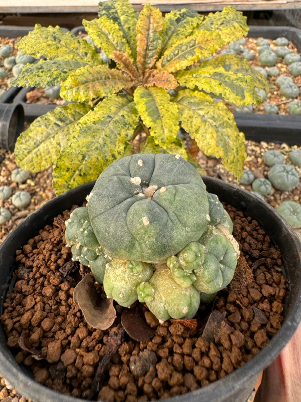 Lophophora williamsii size 5-6 cm own root