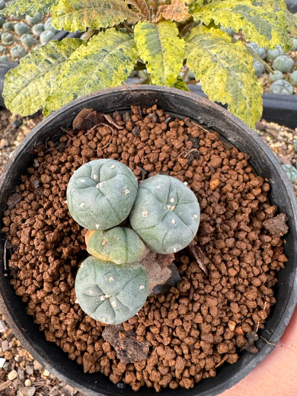 Lophophora williamsii size 5-6 cm own root